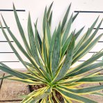  Juka nádherná (Yucca gloriosa) ´VARIEGATA´ - výška 40-50 cm, Ø 30-50 cm, kont. C7L (-25°C)